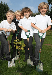Young trees planted in school grounds